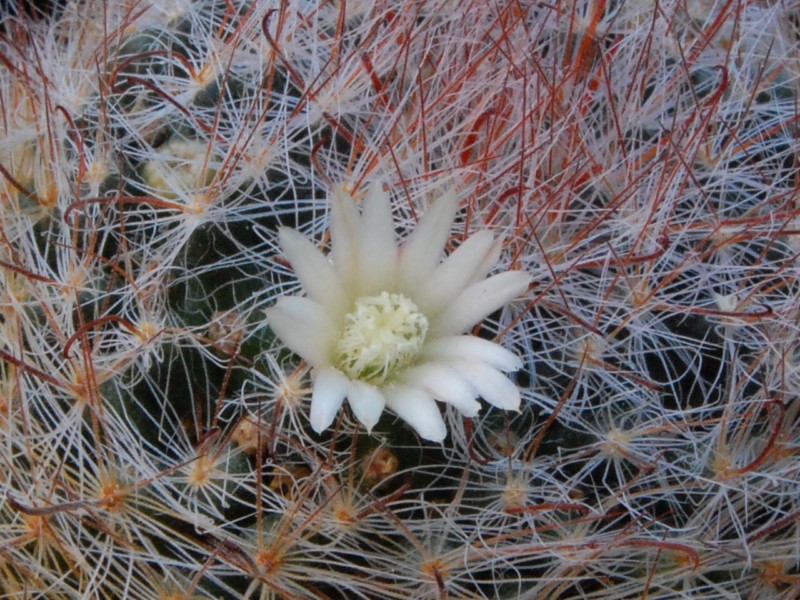 Mammillaria pubispina UG 183