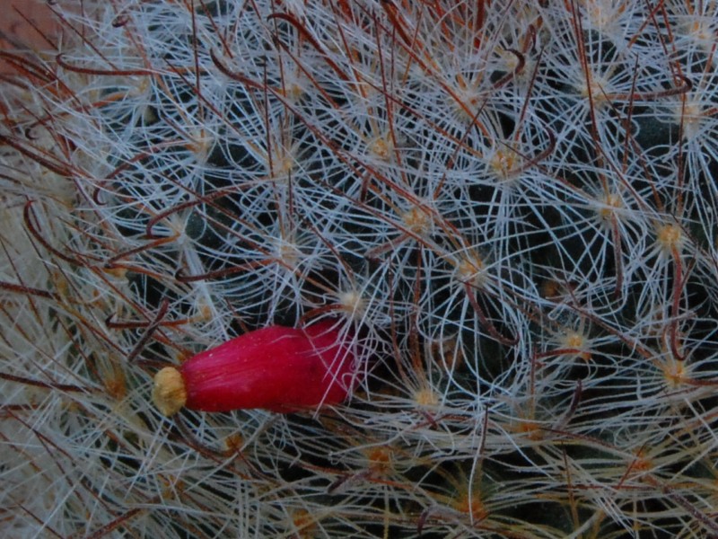 Mammillaria pubispina UG 183