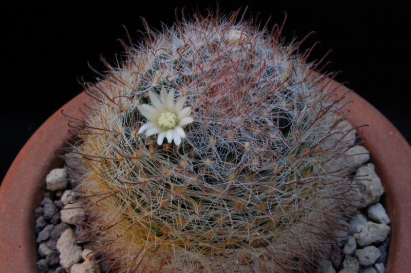 Mammillaria pubispina UG 183