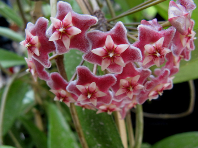 Hoya pubicalyx cv. silver pink 