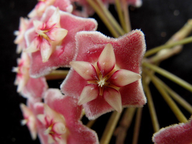 Hoya pubicalyx cv. Silver Pink 