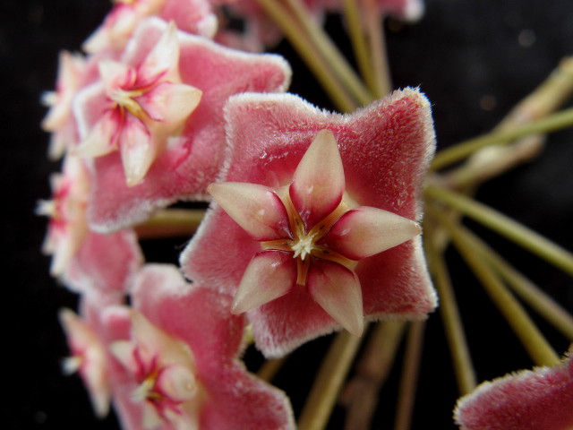 Hoya pubicalyx cv. silver pink 