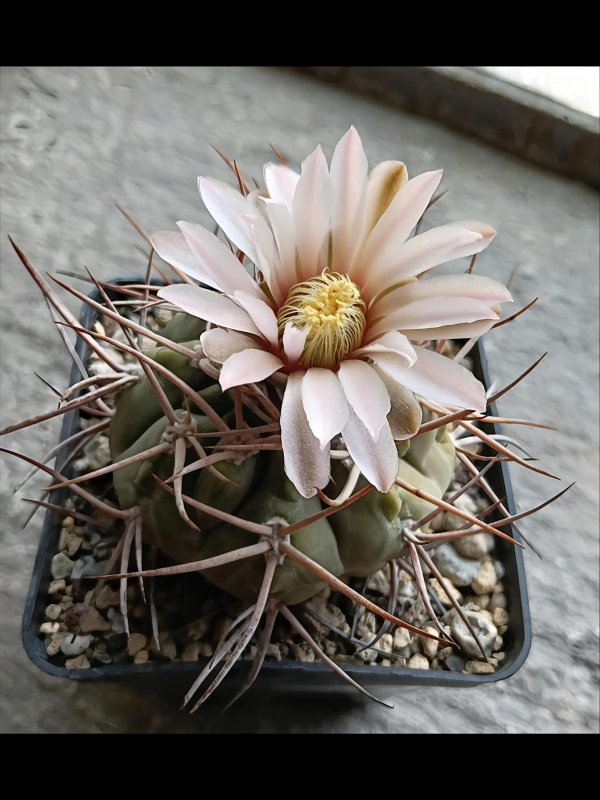 Gymnocalycium pugionacanthum 
