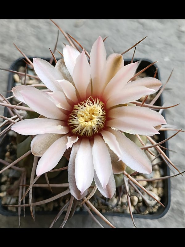 Gymnocalycium pugionacanthum 