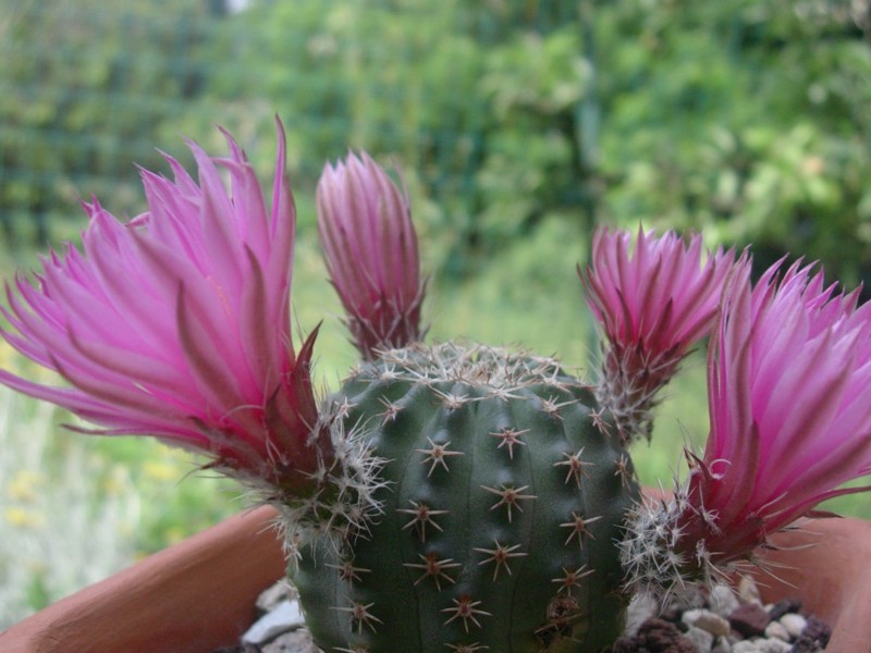 Echinocereus  pulchellus 