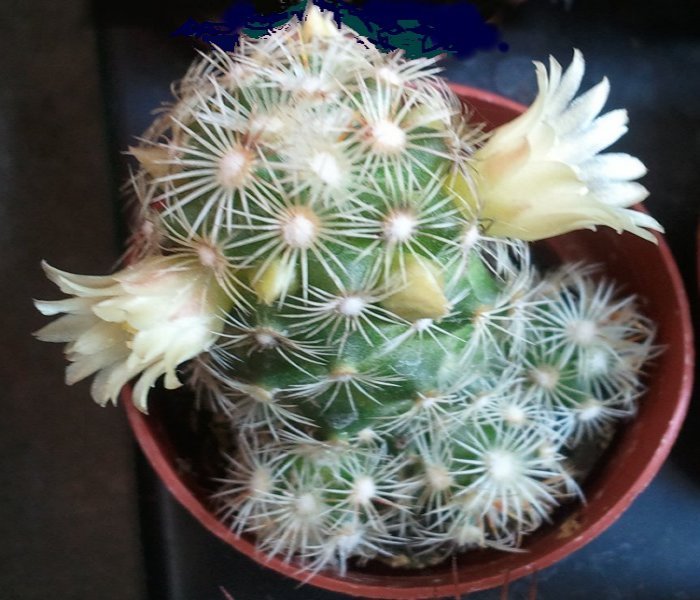 Mammillaria elongata 