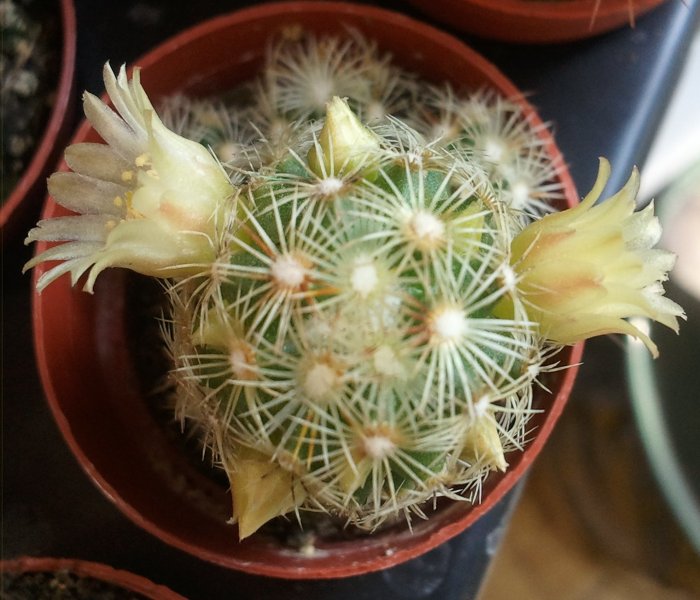 Mammillaria elongata 