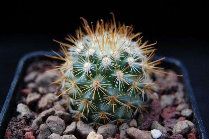 Mammillaria pullihamata ML 366