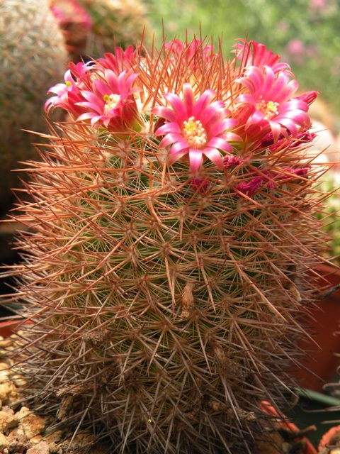 Mammillaria pullihamata ML368