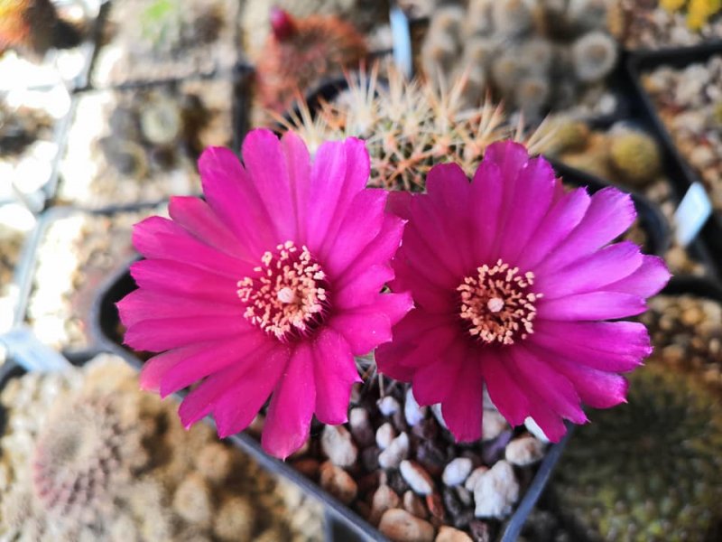 Sulcorebutia purpurea ssp. santiaginiensis HS118