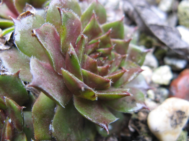 Sempervivum cv. 'purpuriese' 