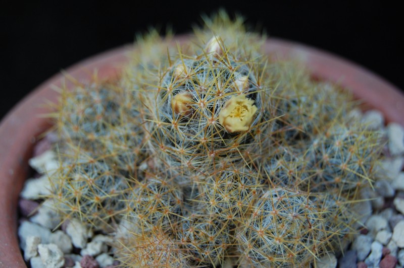 Mammillaria prolifera v. pusilla 