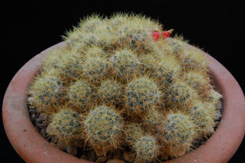 Mammillaria prolifera v. pusilla 