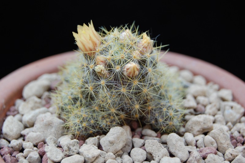 Mammillaria prolifera v. pusilla 