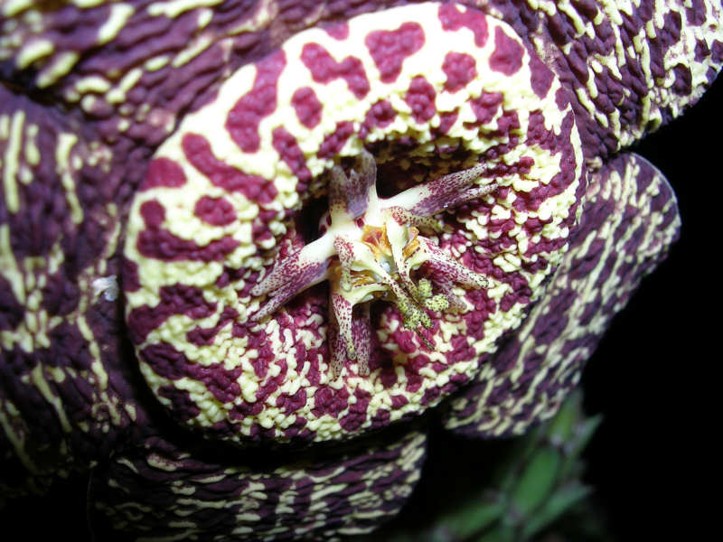 Orbea variegata 