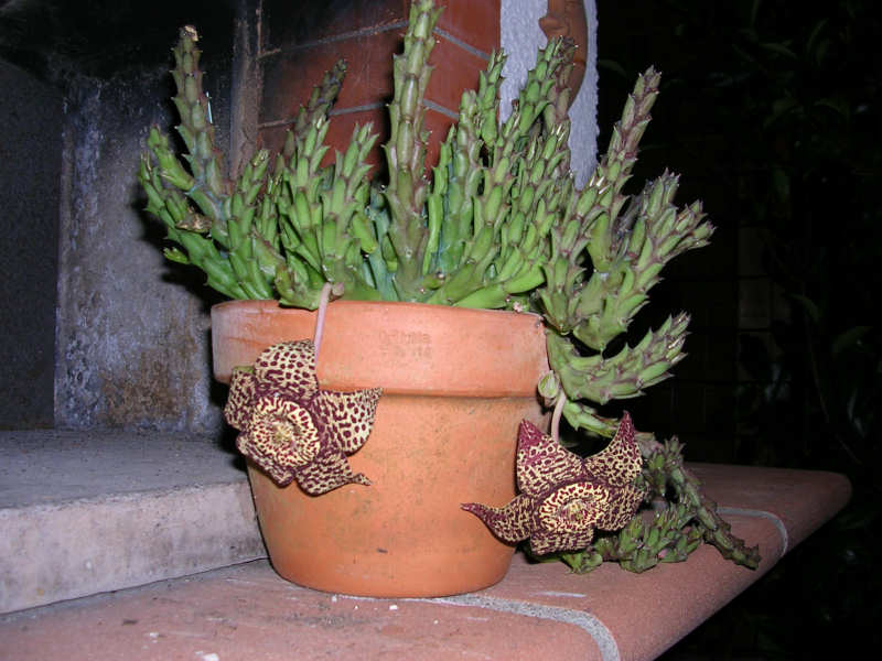 Orbea variegata 