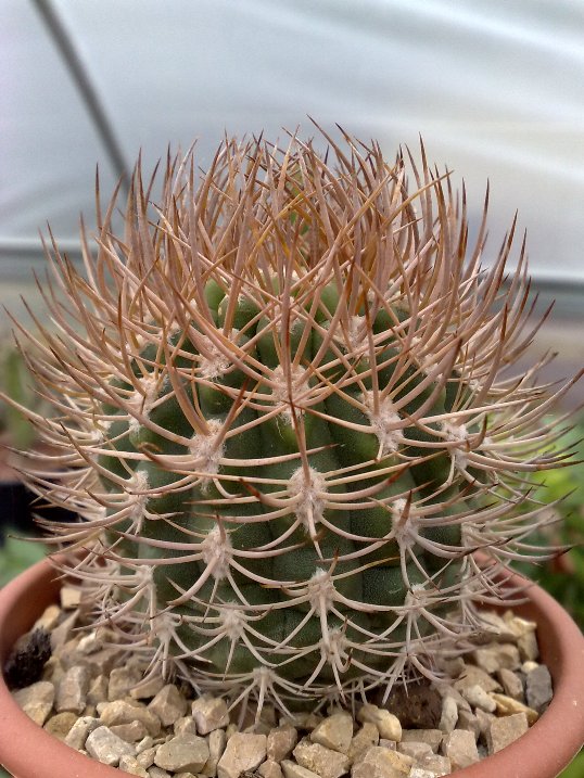 Pyrrhocactus bulbocalyx 