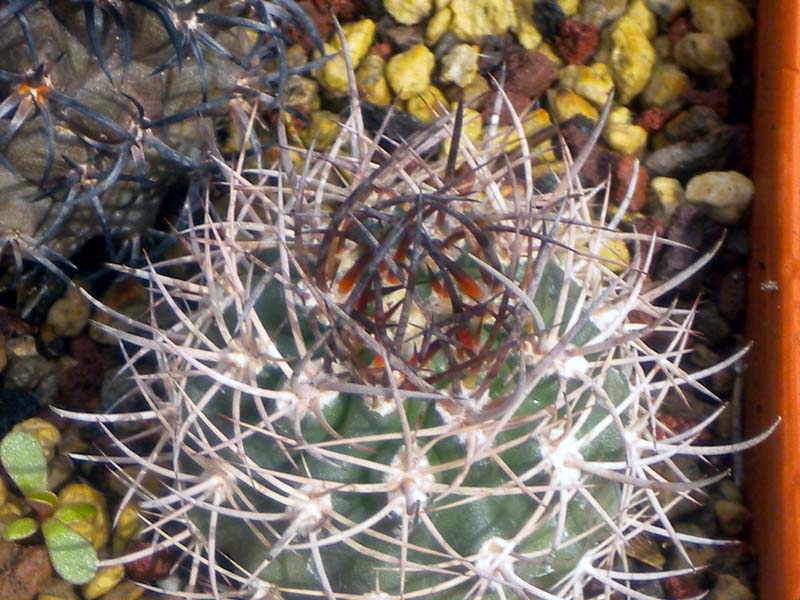 Pyrrhocactus bulbocalyx 