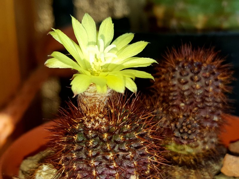 frailea buenekeri