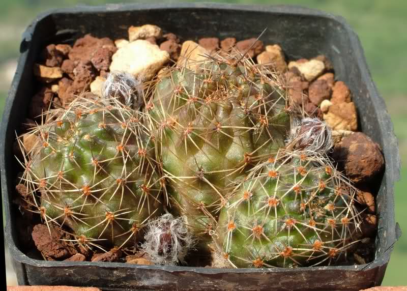 Rebutia eos R333