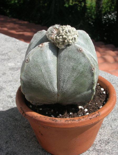 Astrophytum myriostigma v. quadricostatum 