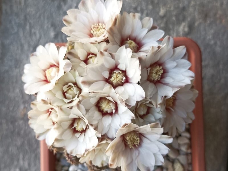 Gymnocalycium quehlianum 