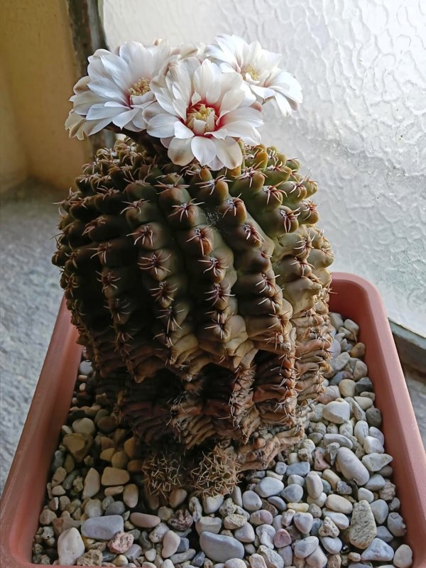 Gymnocalycium quehlianum 