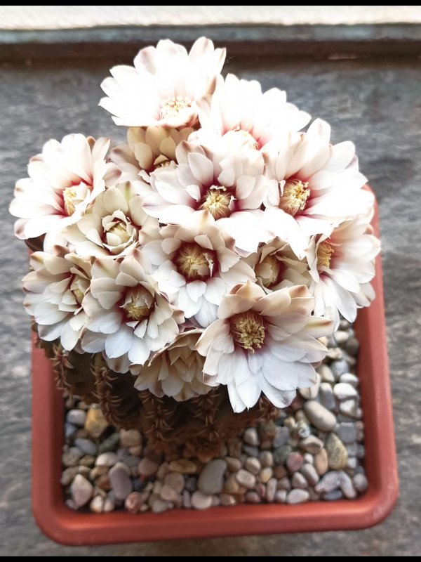 Gymnocalycium quehlianum 