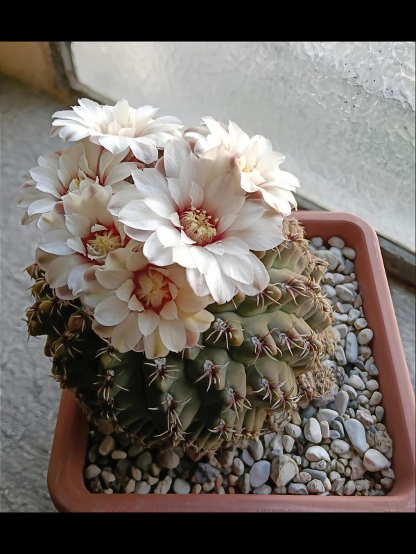 Gymnocalycium quehlianum 