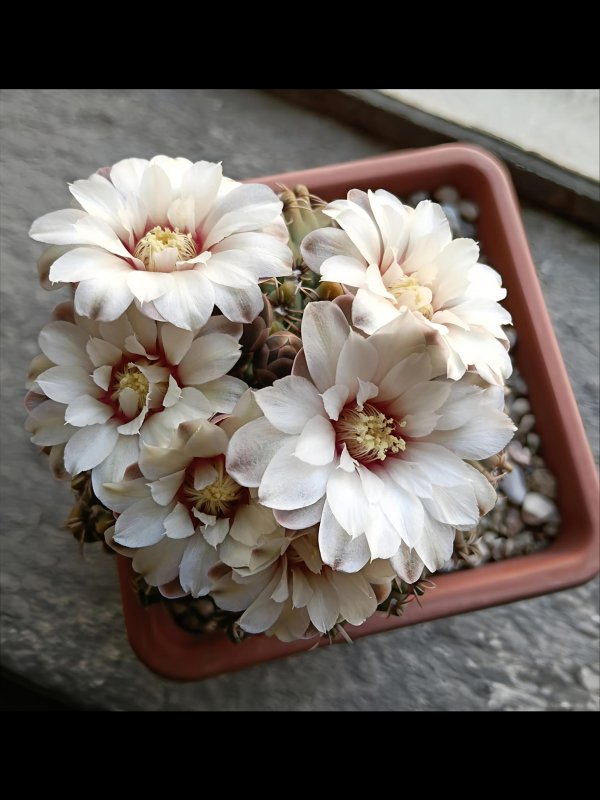 Gymnocalycium quehlianum 