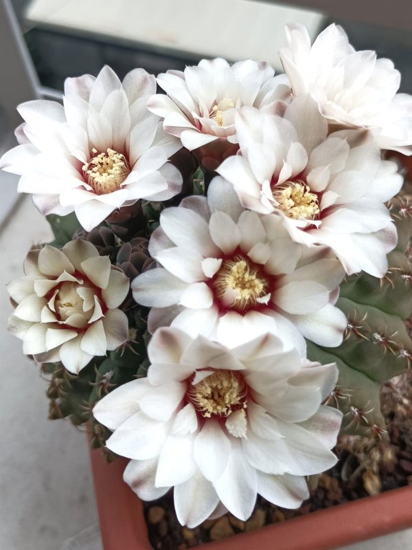 Gymnocalycium quehlianum 