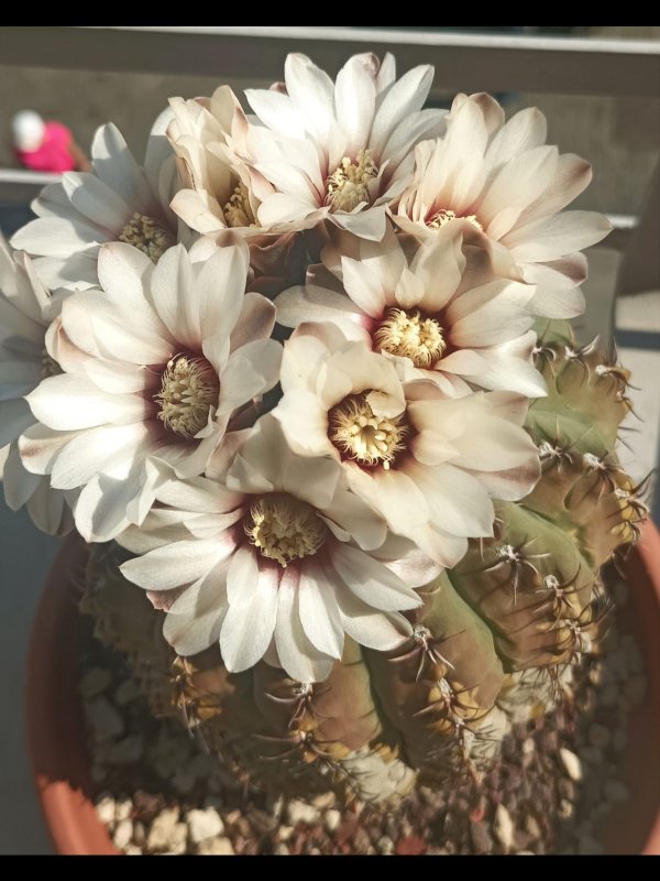 Gymnocalycium quehlianum 