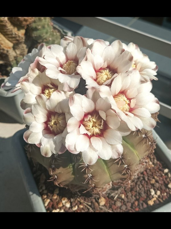 Gymnocalycium quehlianum 