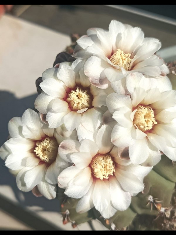 Gymnocalycium quehlianum 