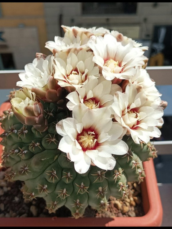 Gymnocalycium quehlianum 