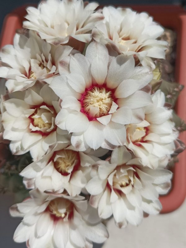 Gymnocalycium quehlianum 