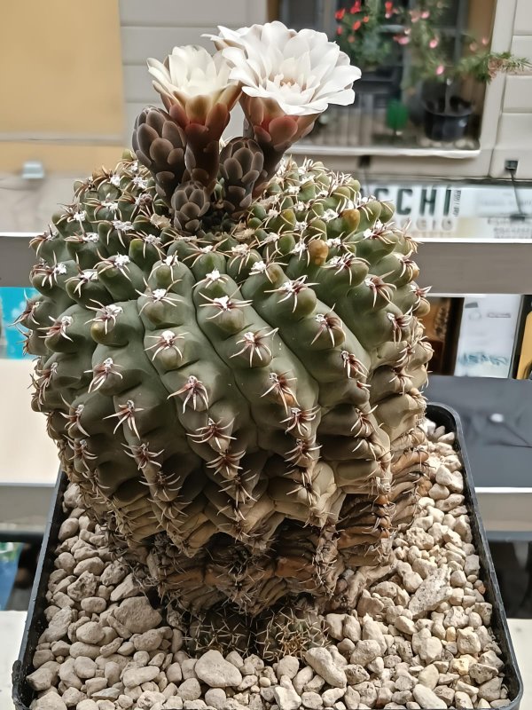 Gymnocalycium quehlianum 