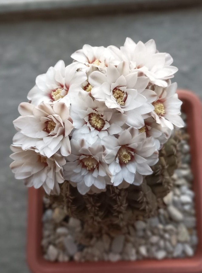 Gymnocalycium quehlianum 
