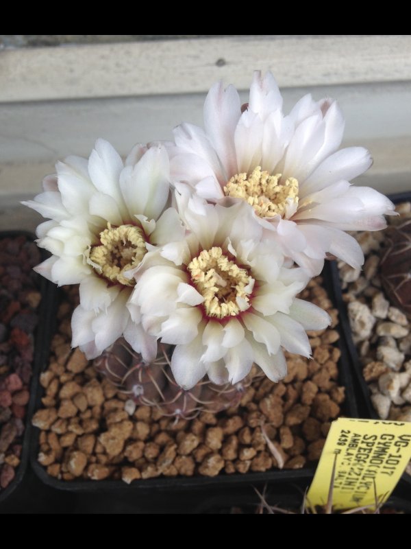 Gymnocalycium quehlianum 