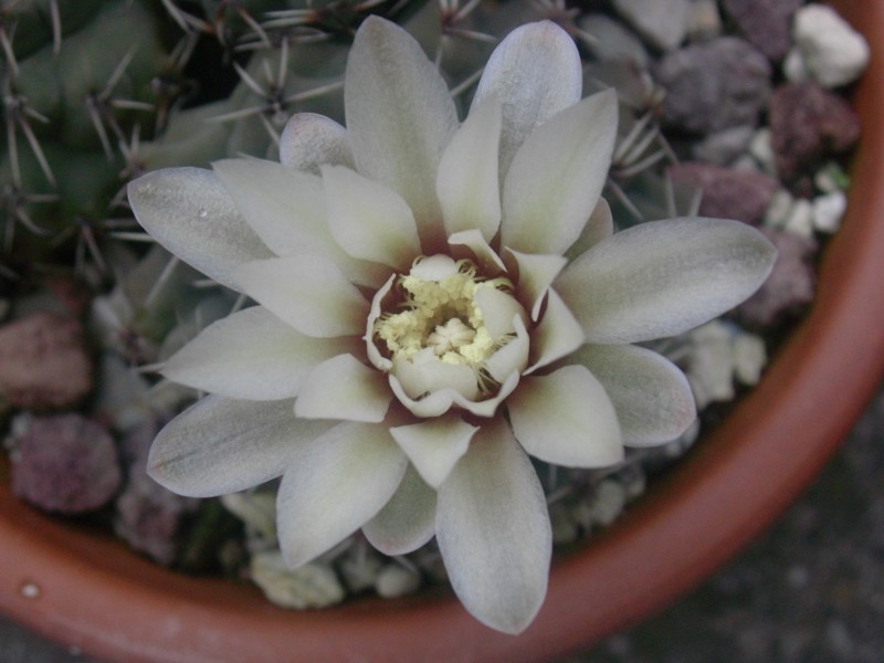 Gymnocalycium quehlianum 