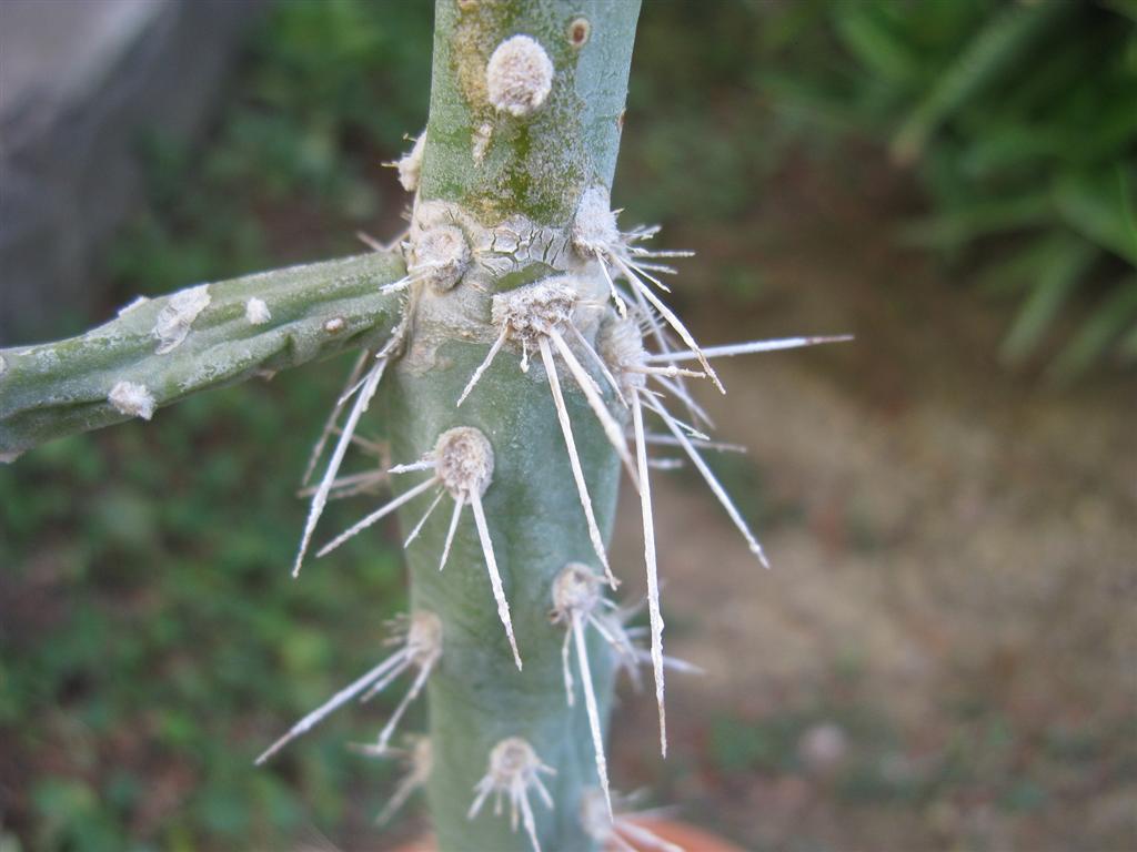 Quiabentia verticillata 