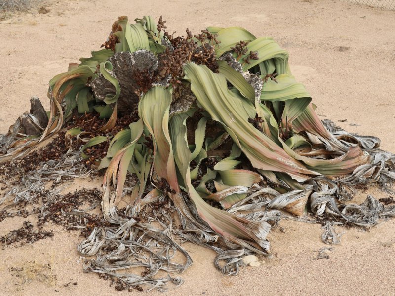 Welwitschia mirabilis 