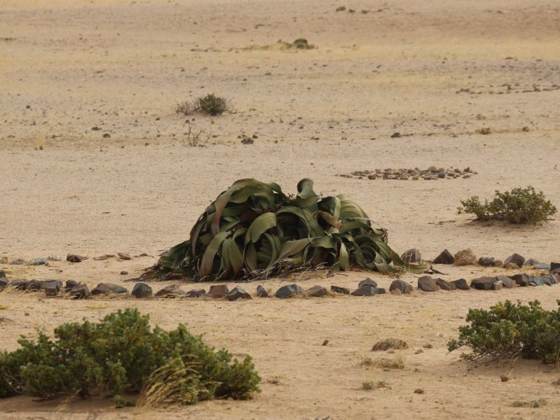 Welwitschia mirabilis 