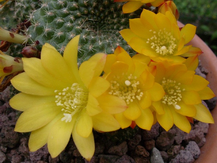 Rebutia marsoneri 