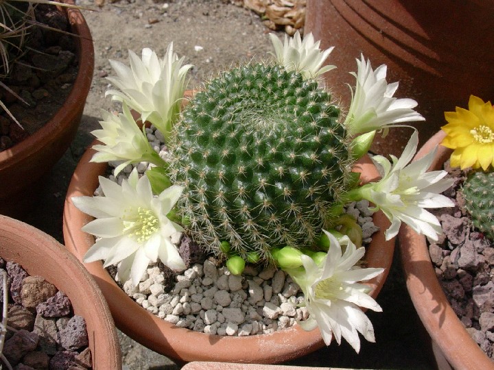 Rebutia krainziana v. albiflora 