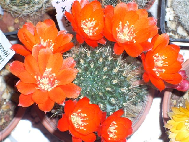 rebutia lateritia