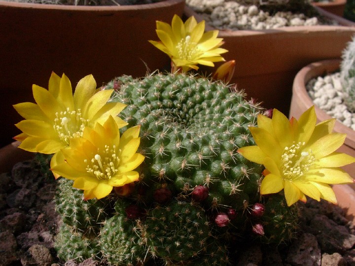 Rebutia marsoneri 