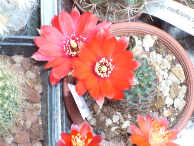 Rebutia pauciareolata FR1121