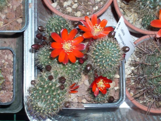 Rebutia pseudominuscula 