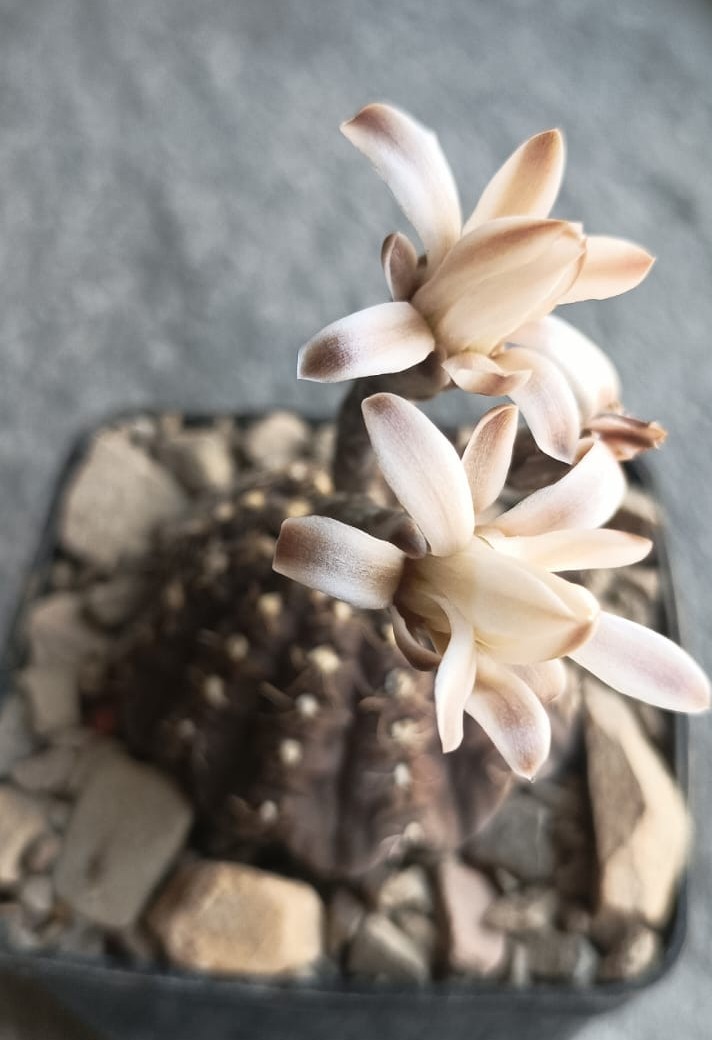 Gymnocalycium ragonesei 